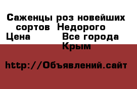 Саженцы роз новейших сортов. Недорого. › Цена ­ 350 - Все города  »    . Крым